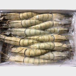 Black Tiger Shrimp 1kg 